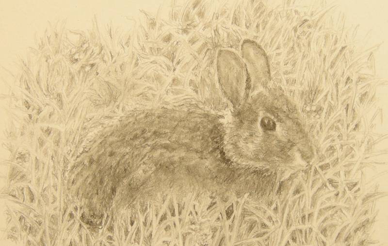 Рисунок в блокноте «Бостонский кролик»