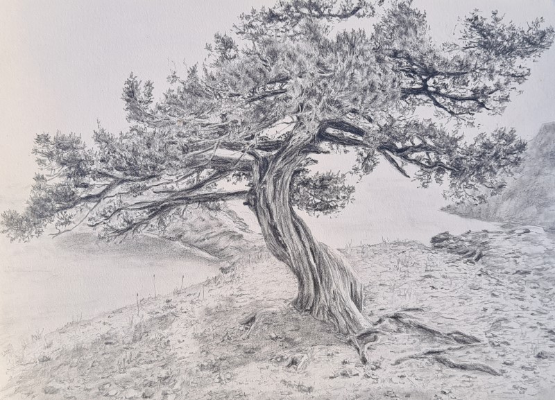 Рисунок в блокноте «Можжевеловое дерево. Крым»