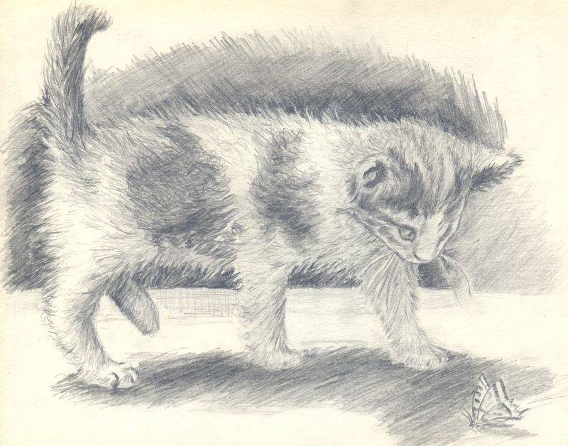 Рисунок карандашом «Пятнистый котёнок»