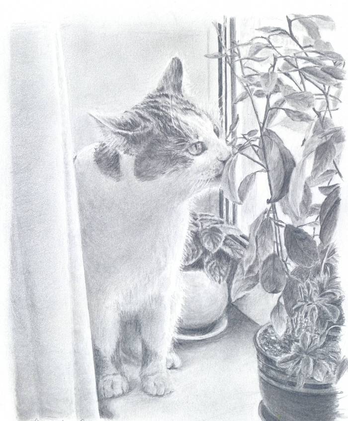 Рисунок карандашом «Кот с цветком»