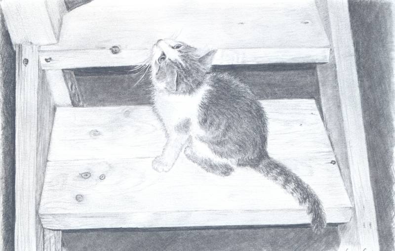 Рисунок карандашом «Котенок на деревянной лестнице»