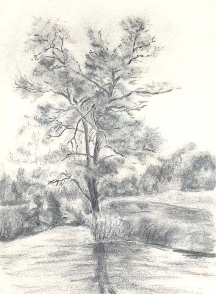 Рисунок углём «Копия этюда дерева В.Ф. Рындина»